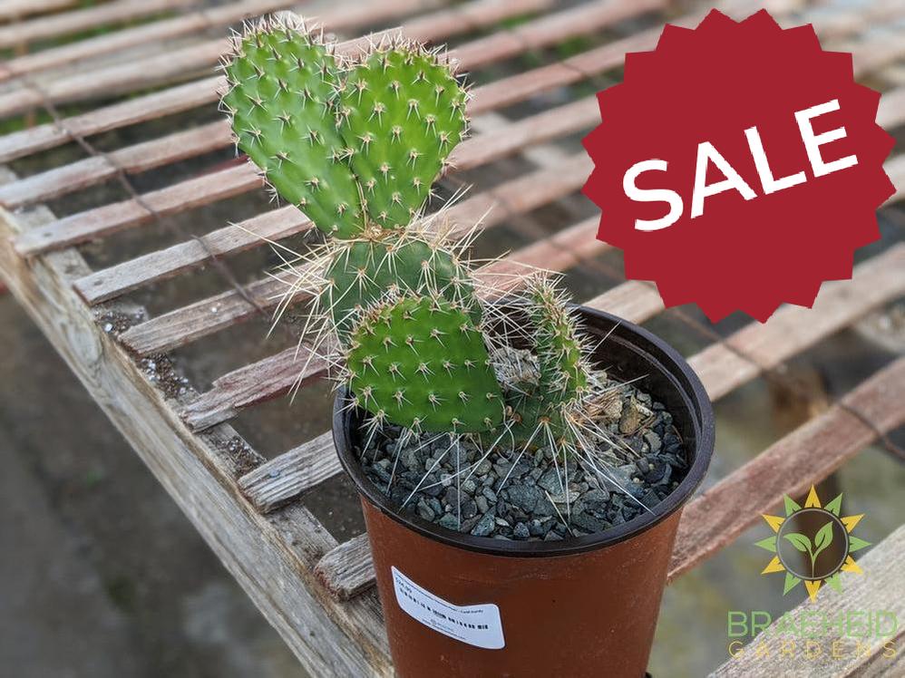 Opuntia Polycantha 'Vermon Pink' - Cold Hardy