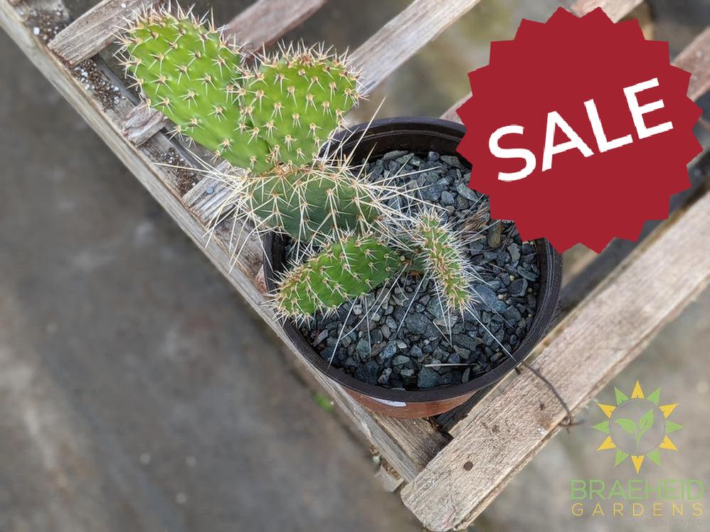 Opuntia Polycantha 'Vermon Pink' - Cold Hardy