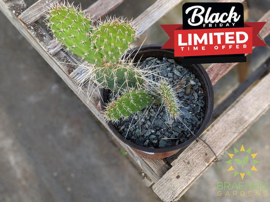 Opuntia Polycantha 'Vermon Pink' - Cold Hardy