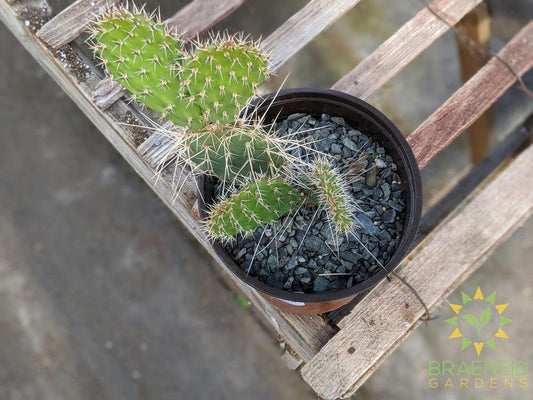 Opuntia Polycantha 'Vermon Pink' - Cold Hardy