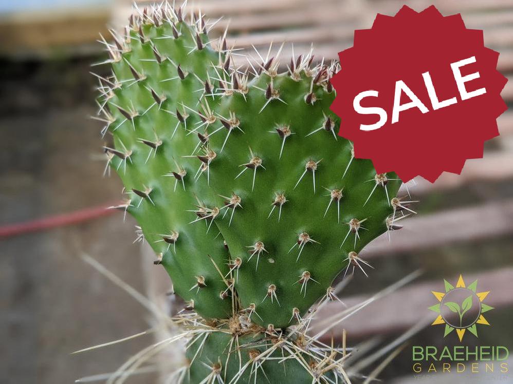 Opuntia Polycantha 'Vermon Pink' - Cold Hardy