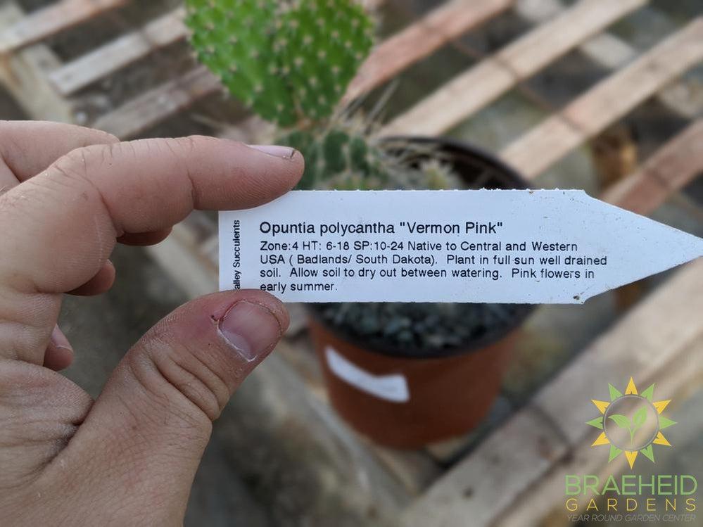 Opuntia Polycantha 'Vermon Pink' - Cold Hardy