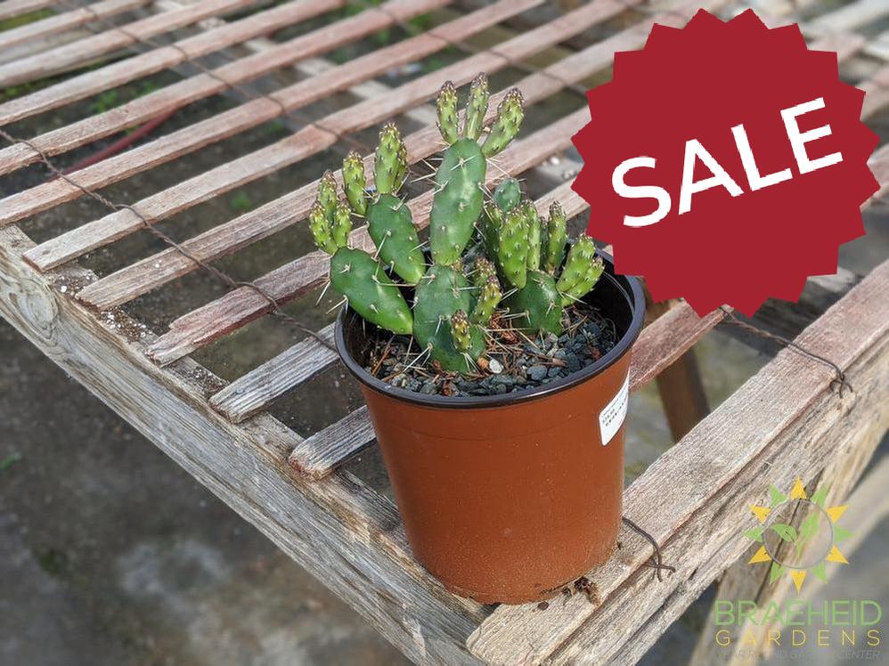 Opuntia 'Claude Arno' - Cold Hardy