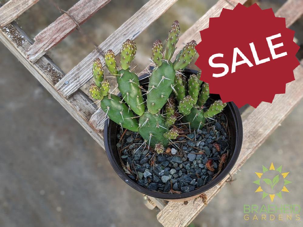 Opuntia 'Claude Arno' - Cold Hardy