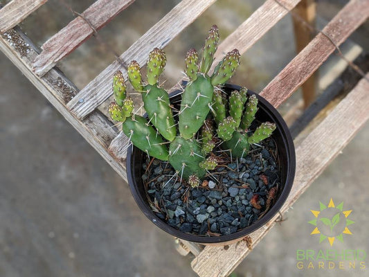 Opuntia 'Claude Arno' - Cold Hardy