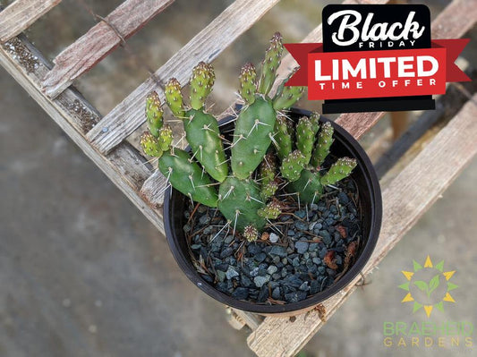 Opuntia 'Claude Arno' - Cold Hardy