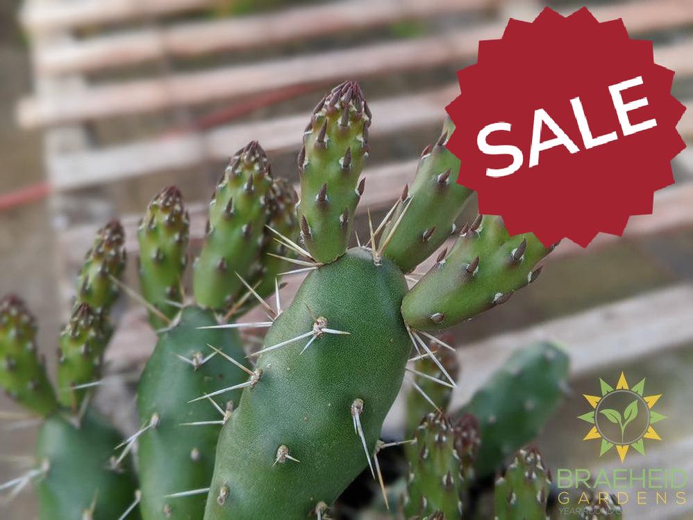 Opuntia 'Claude Arno' - Cold Hardy