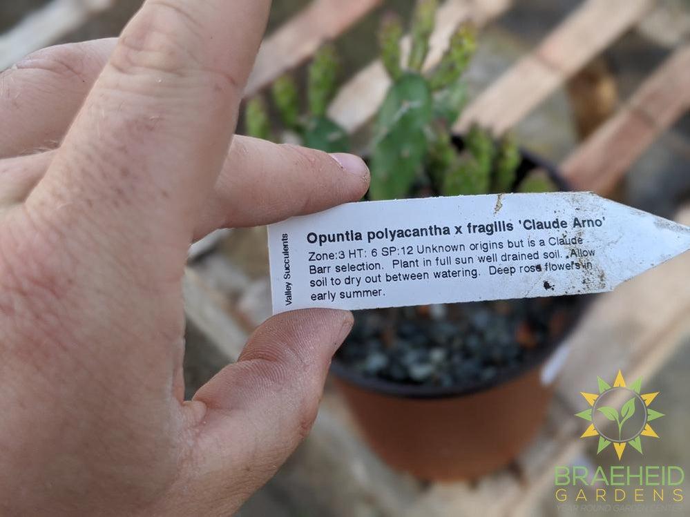 Opuntia 'Claude Arno' - Cold Hardy