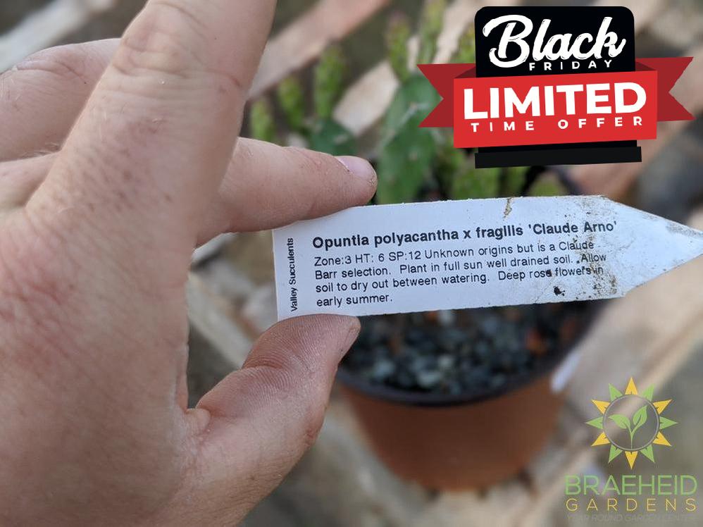 Opuntia 'Claude Arno' - Cold Hardy