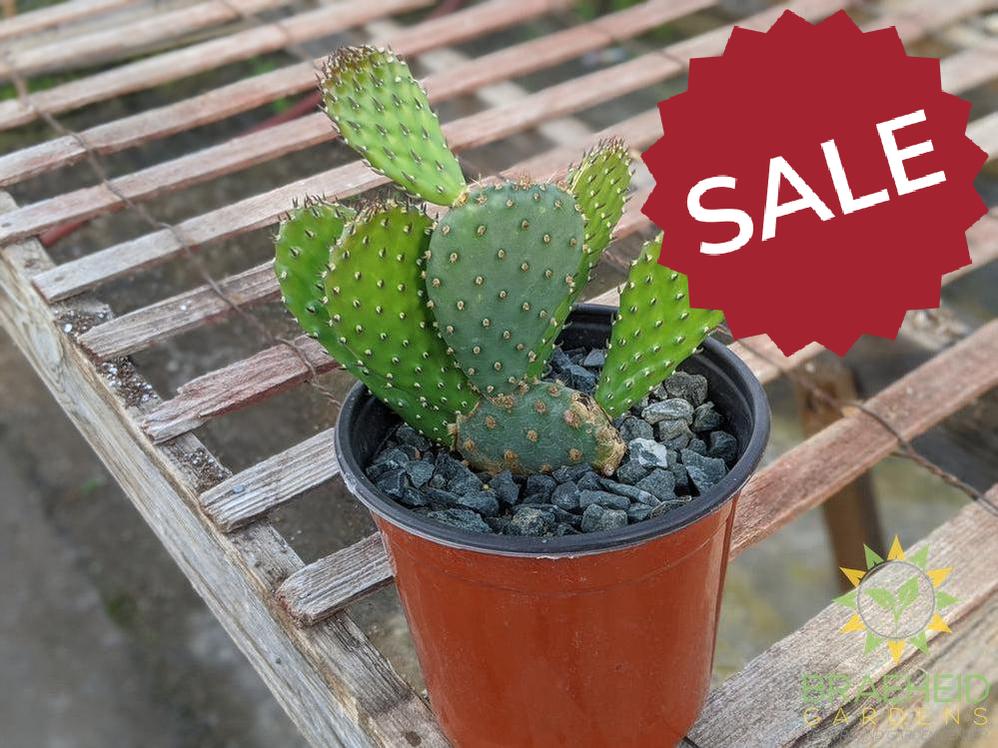 Opuntia 'American Beauty' - Cold Hardy