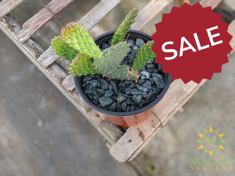 Opuntia 'American Beauty' - Cold Hardy