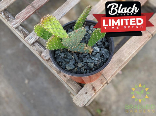 Opuntia 'American Beauty' - Cold Hardy