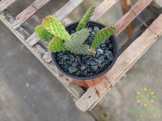Opuntia 'American Beauty' - Cold Hardy