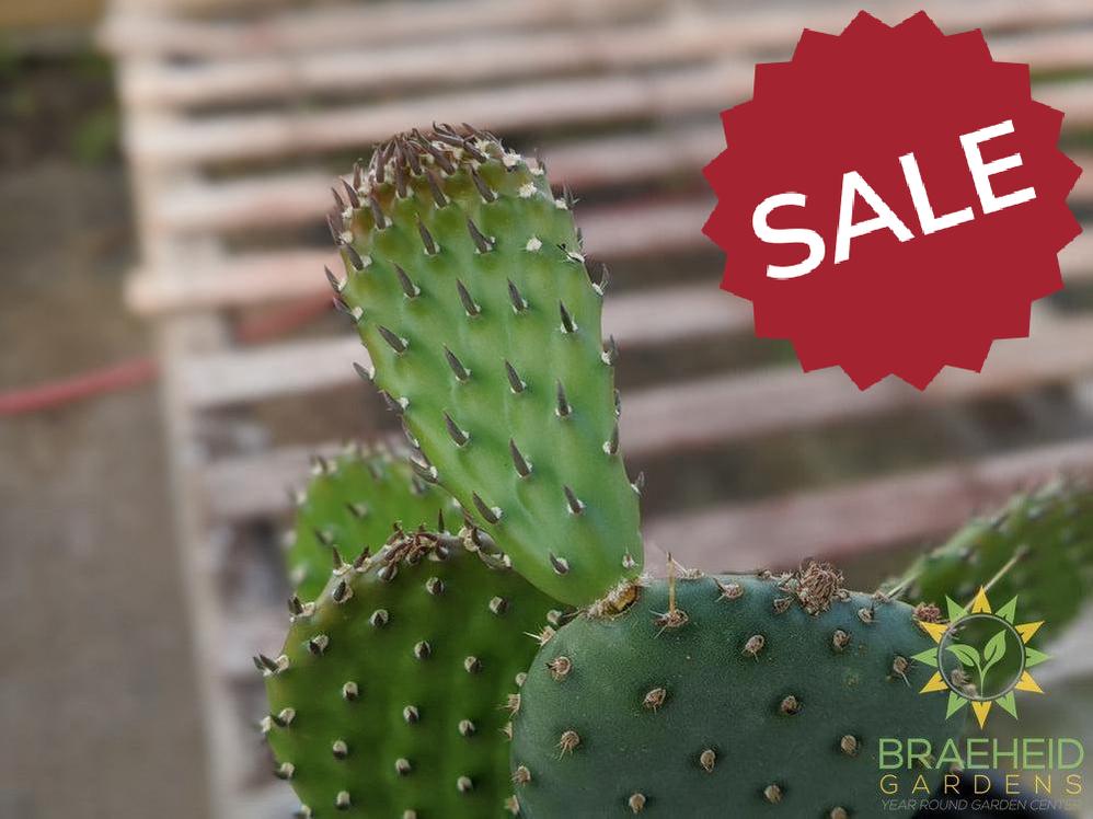 Opuntia 'American Beauty' - Cold Hardy