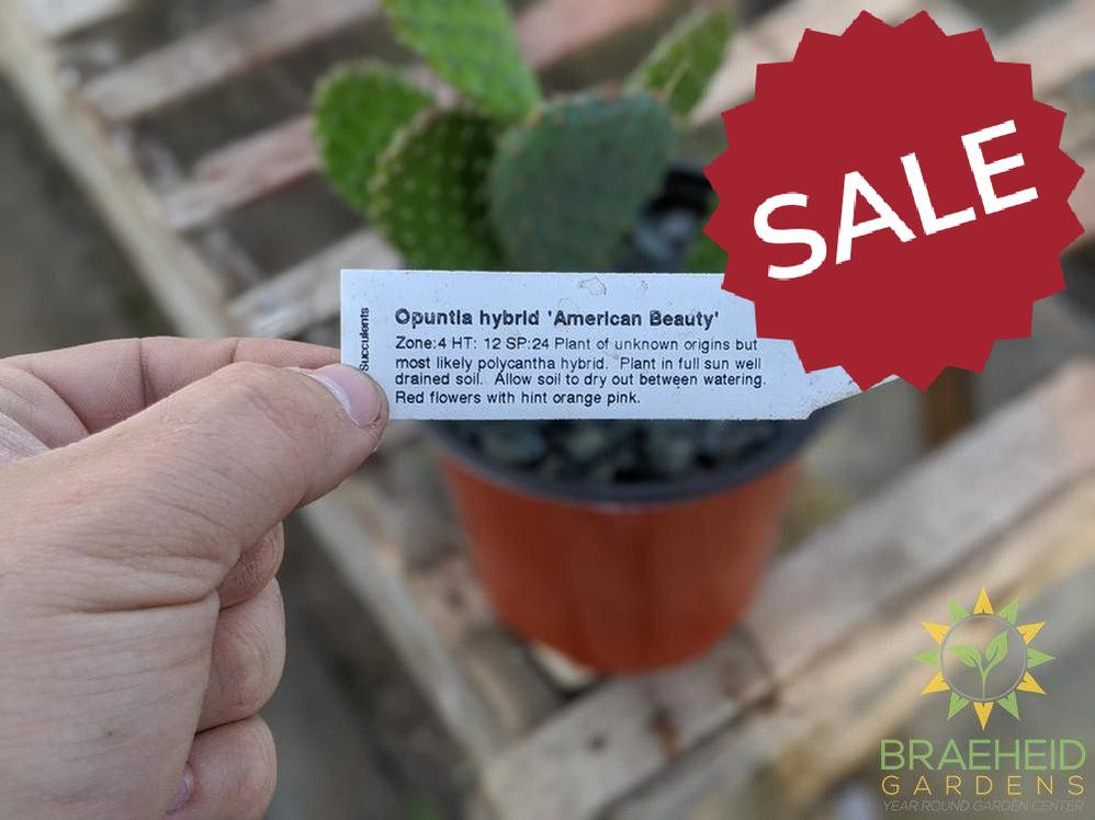 Opuntia 'American Beauty' - Cold Hardy