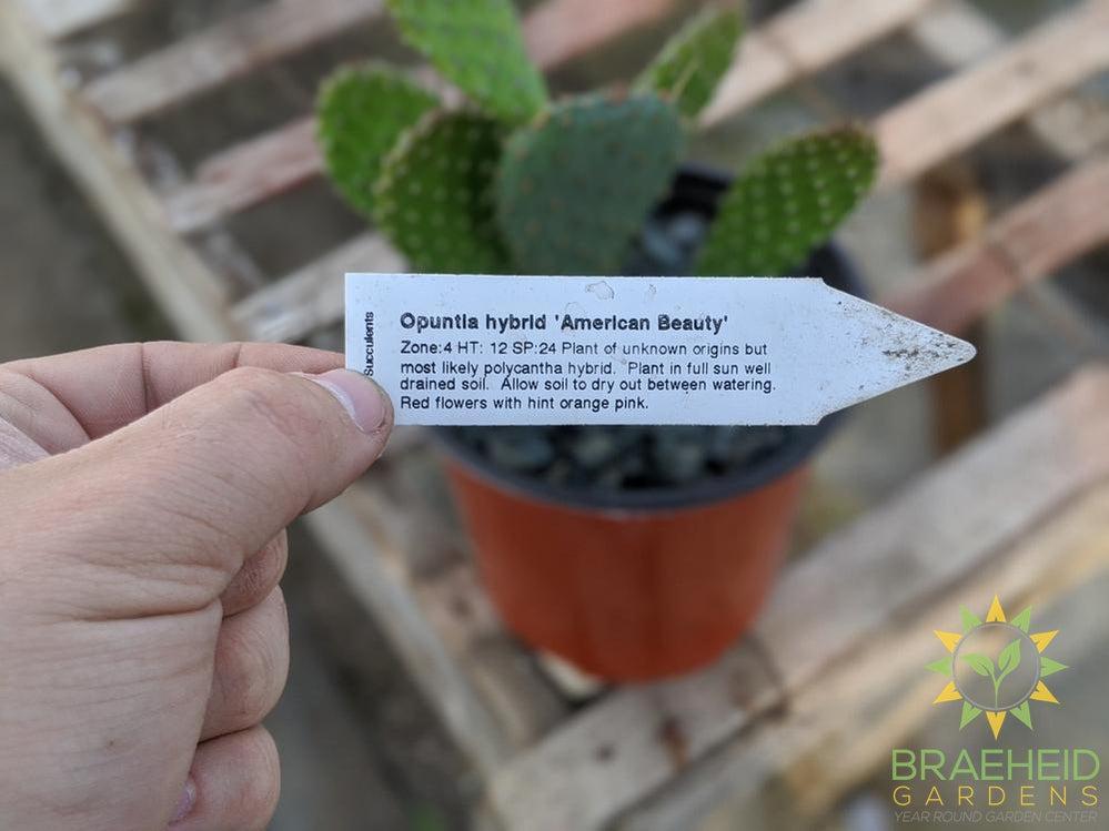 Opuntia 'American Beauty' - Cold Hardy
