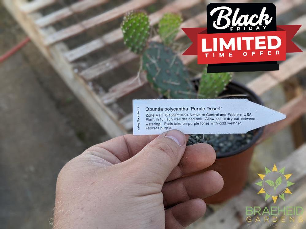 Opuntia Polycantha 'Purple Desert' - Cold Hardy