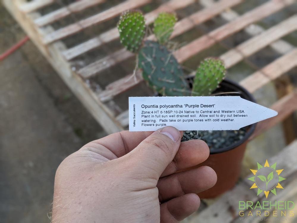 Opuntia Polycantha 'Purple Desert' - Cold Hardy