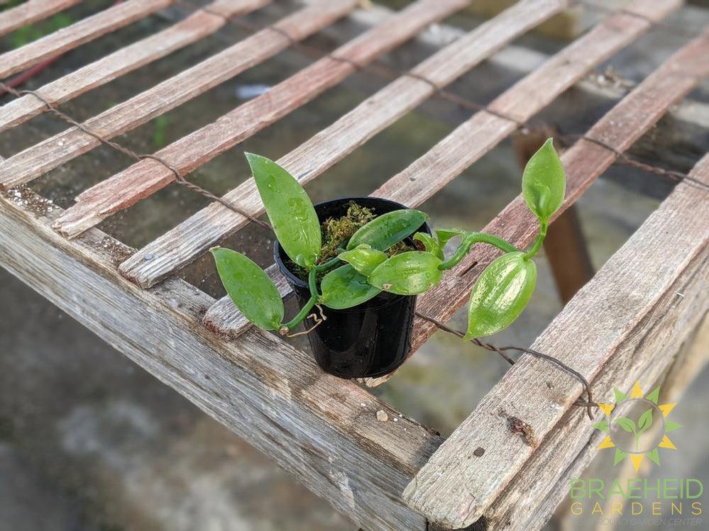Vanilla Orchid