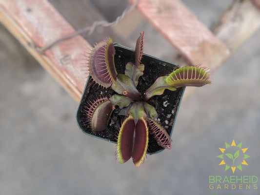 Venus Fly Trap - Dionaea Muscipula - Red Dragon