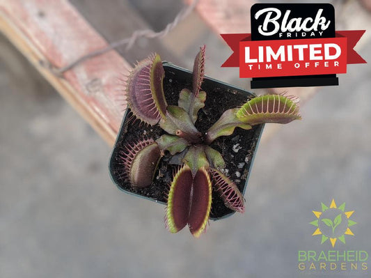 Venus Fly Trap - Dionaea Muscipula - Red Dragon