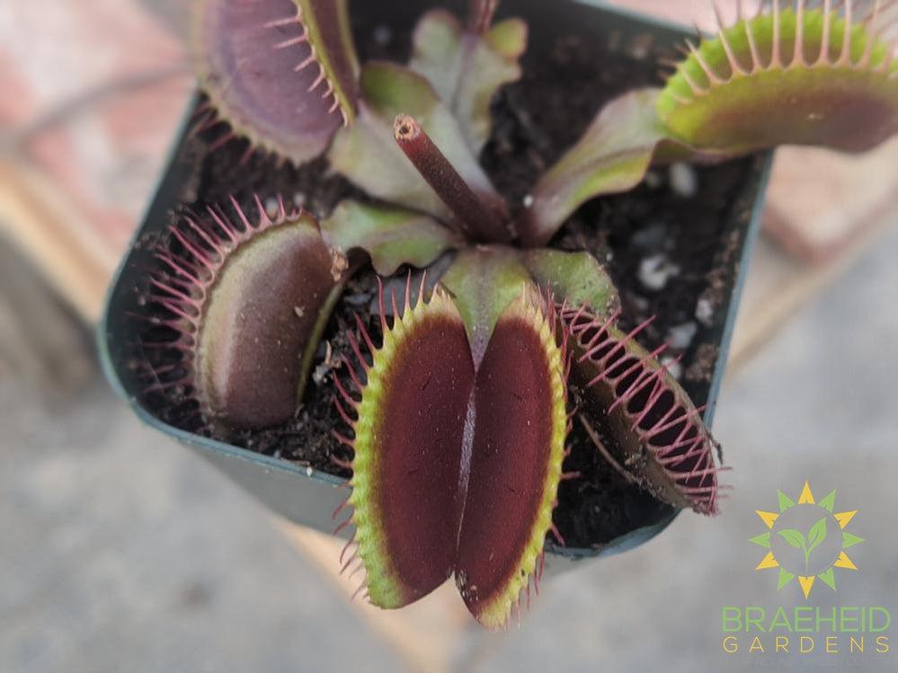 Venus Fly Trap - Dionaea Muscipula - Red Dragon