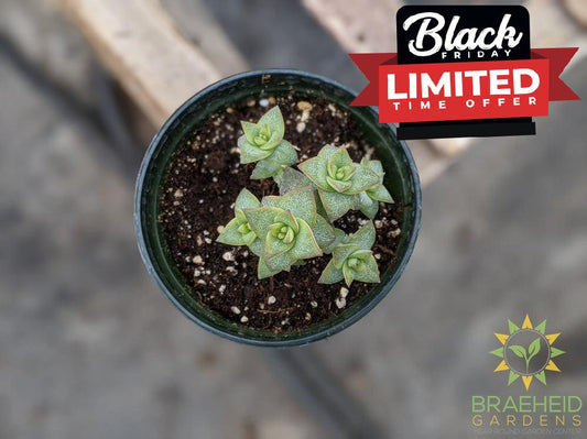 Crassula 'Perforata'