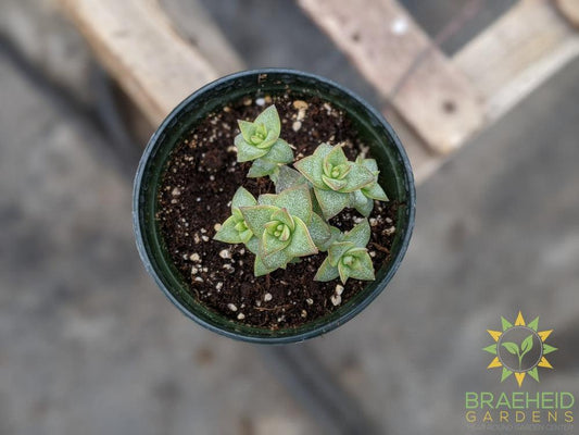 Crassula 'Perforata'