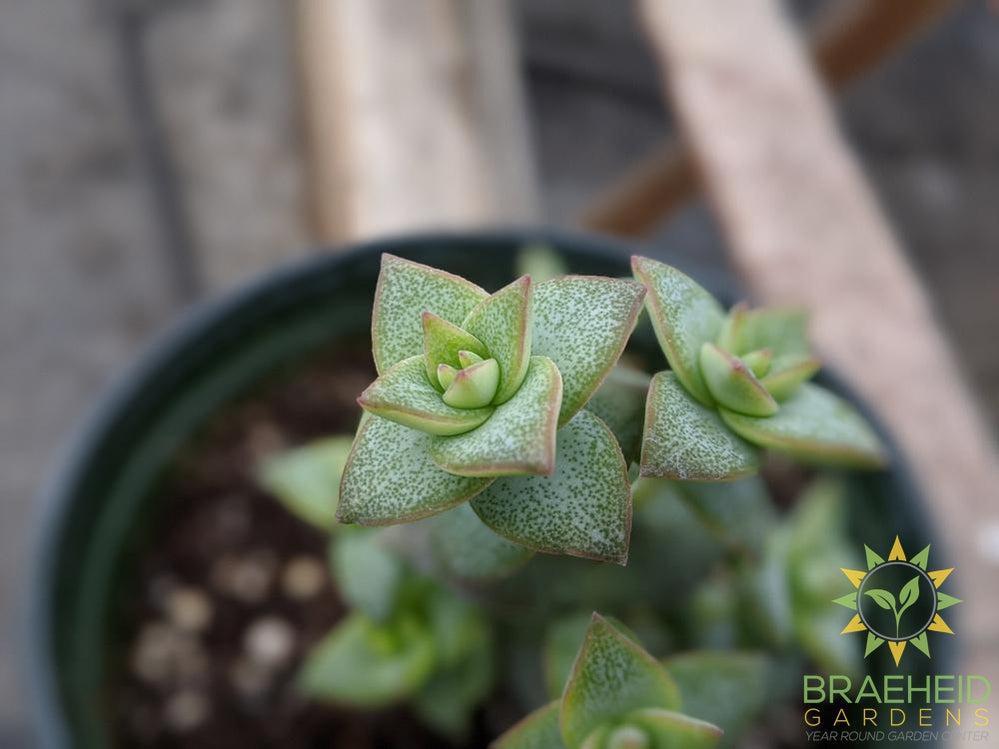 Crassula 'Perforata'