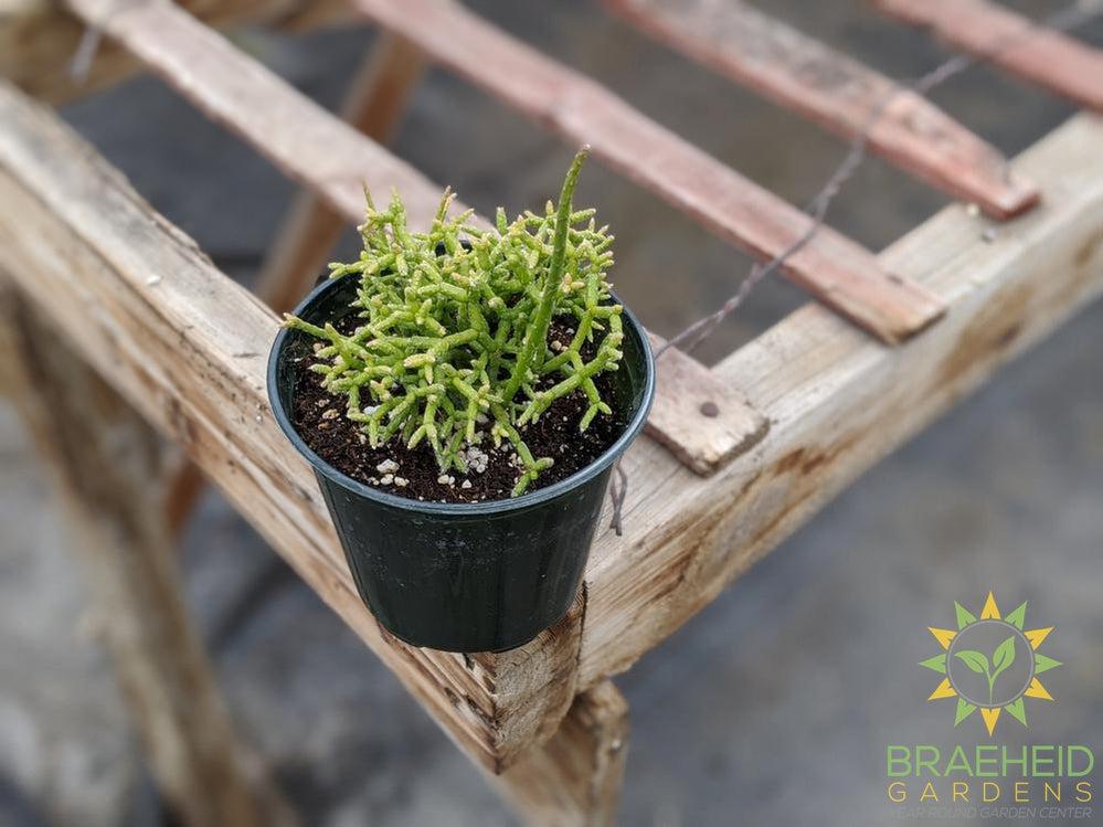 Rhipsalis 'Cereuscula'