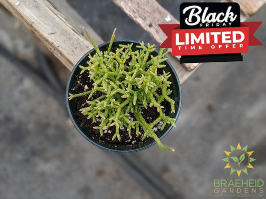 Rhipsalis 'Cereuscula'