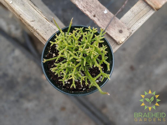 Rhipsalis 'Cereuscula'