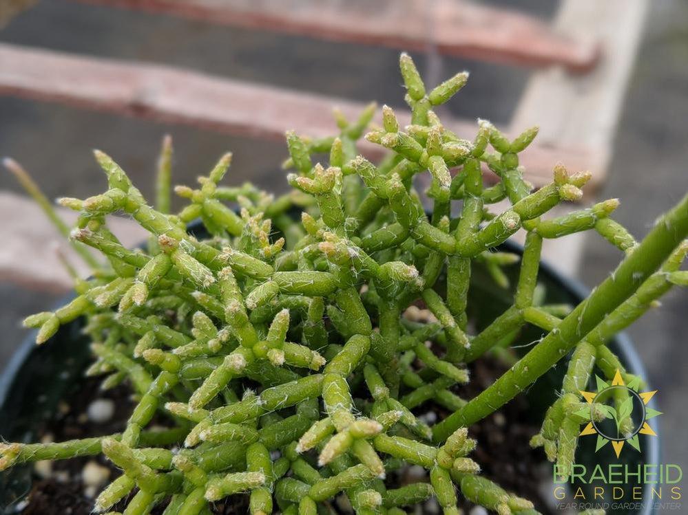 Rhipsalis 'Cereuscula'