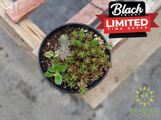 Cold Hardy Sedum Mix