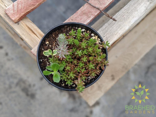 Cold Hardy Sedum Mix
