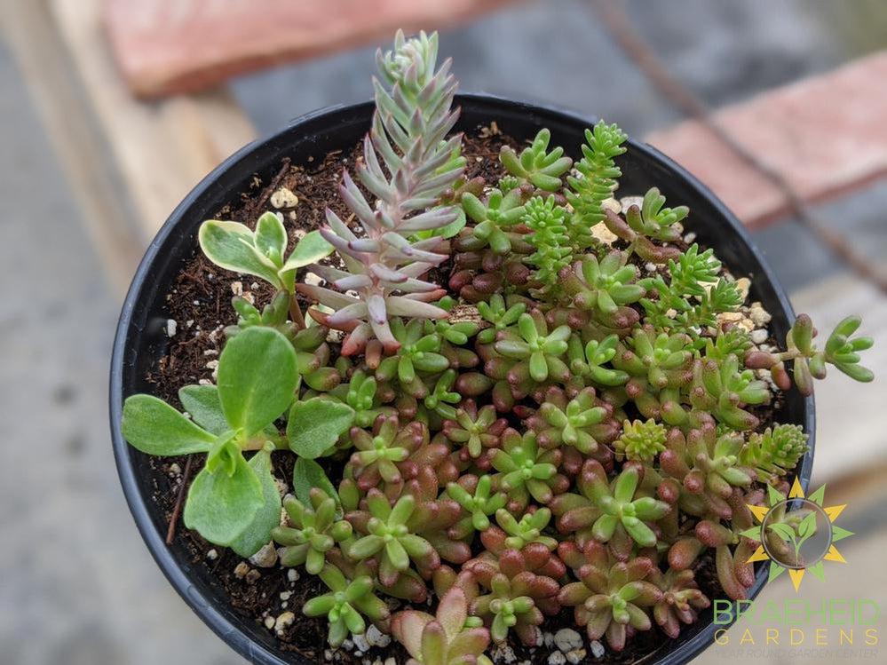 Cold Hardy Sedum Mix
