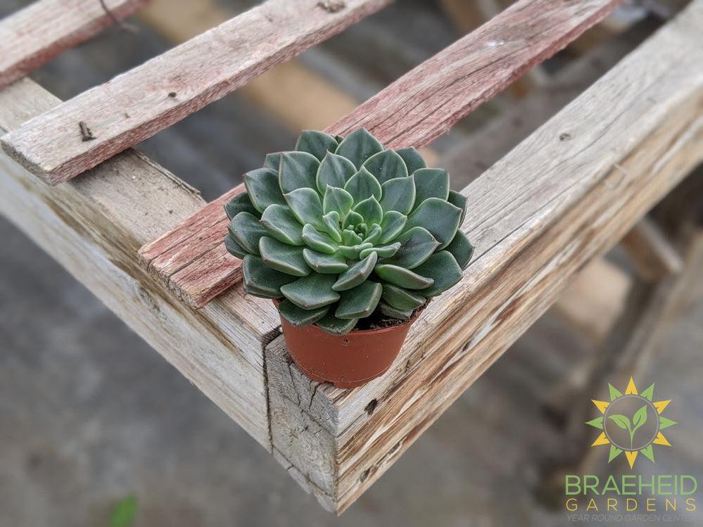 Echeveria pulidonis