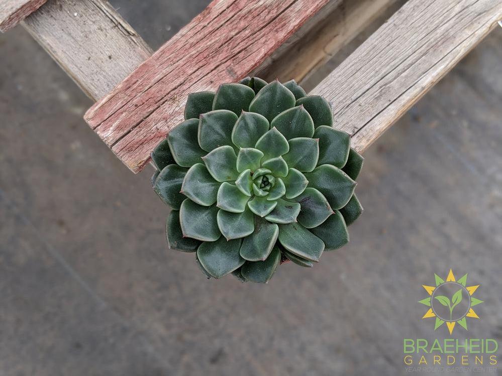 Echeveria pulidonis