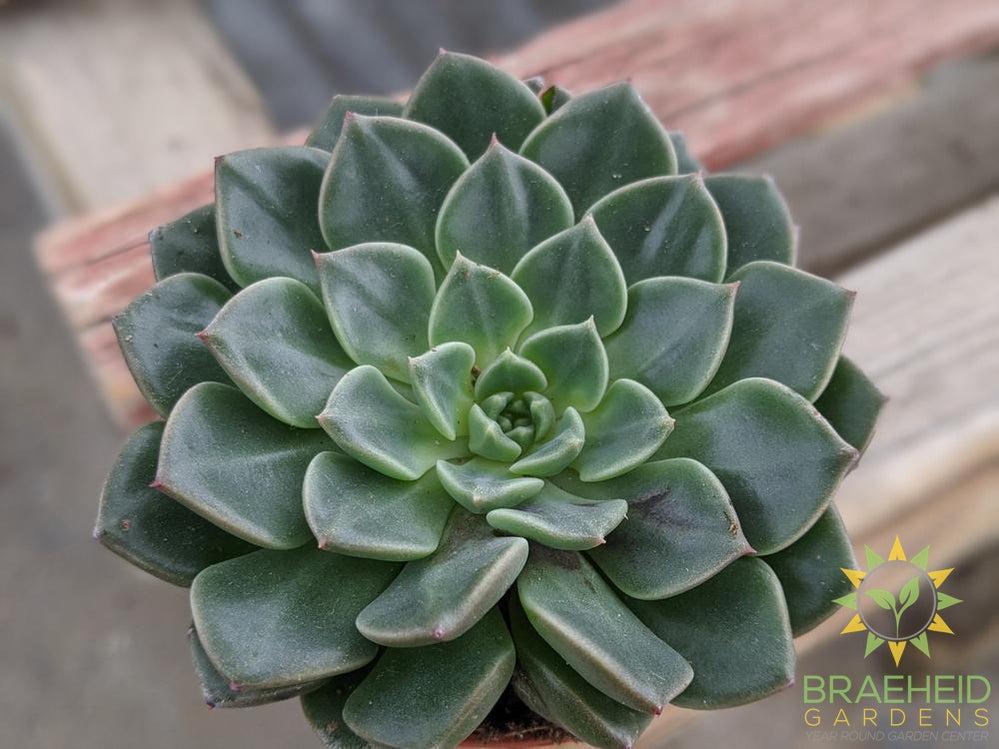 Echeveria pulidonis