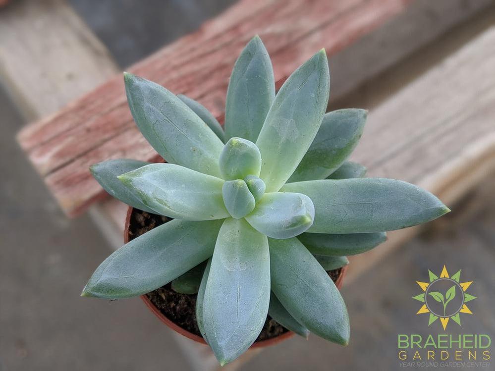 Pachyveria Yvonne