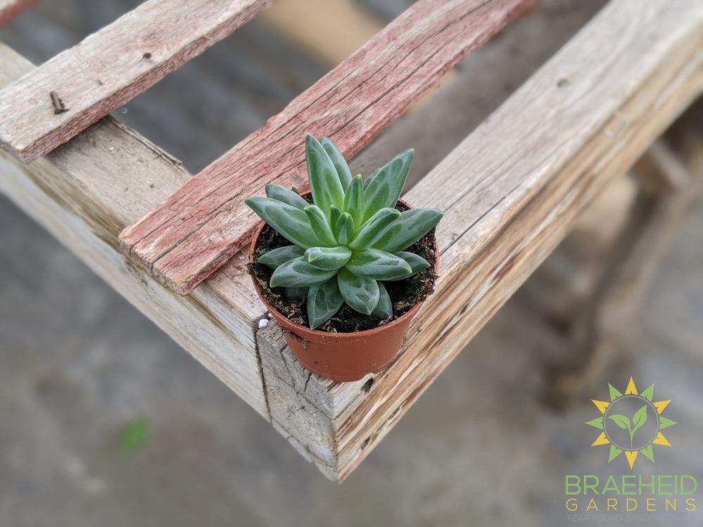 Pachyphytum Compactum - Little Jewel