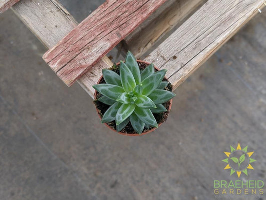 Pachyphytum Compactum - Little Jewel