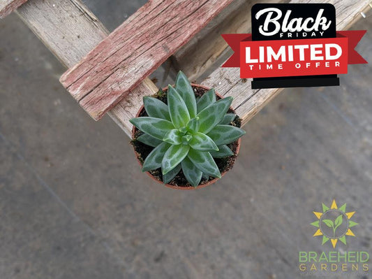 Pachyphytum Compactum - Little Jewel