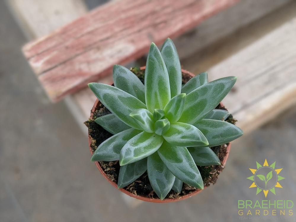 Pachyphytum Compactum - Little Jewel