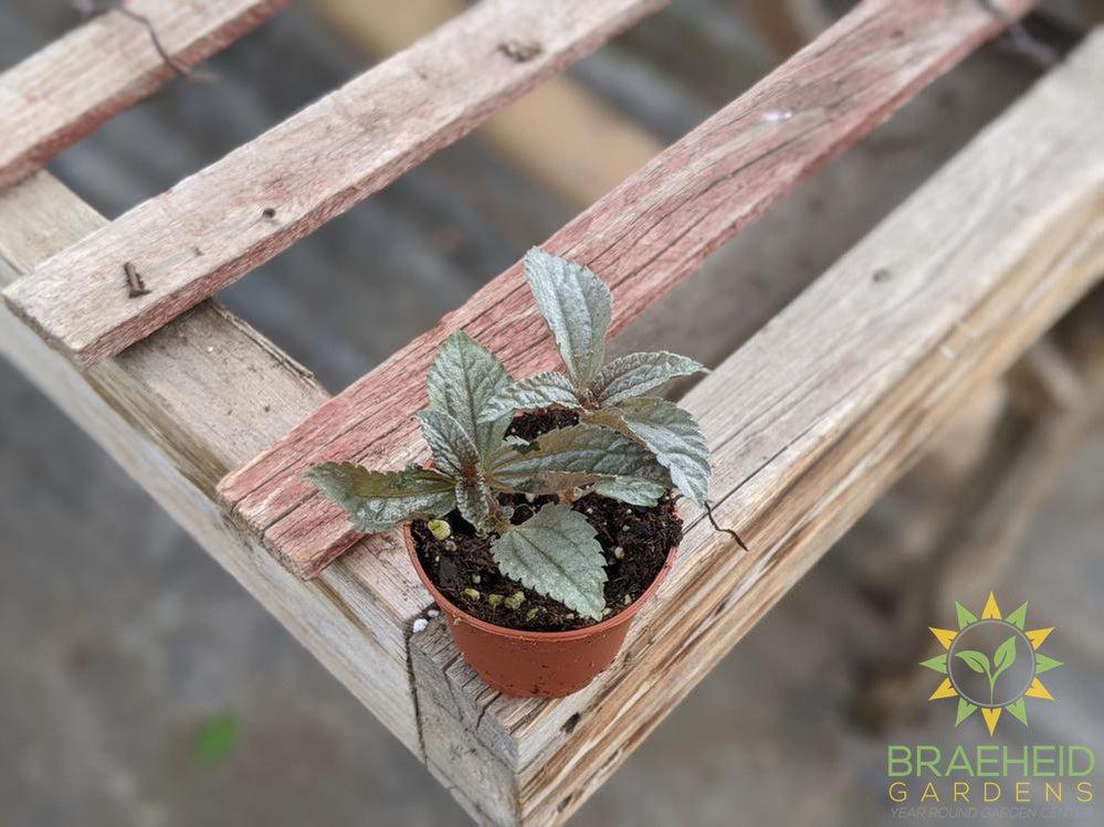 Pilea Ellen