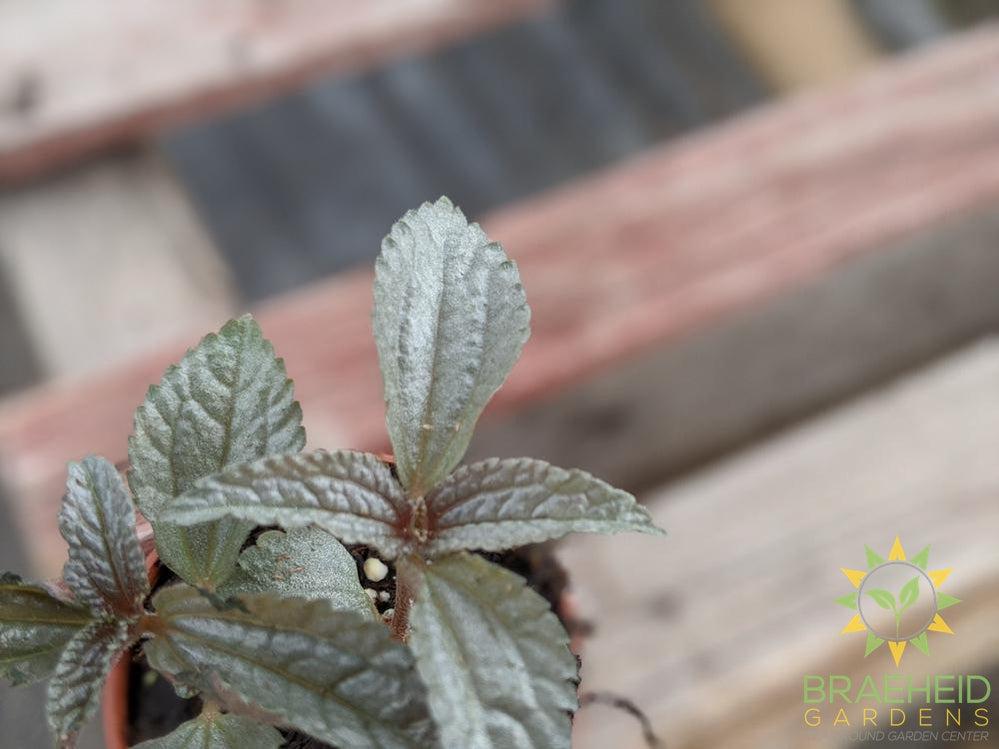 Pilea Ellen