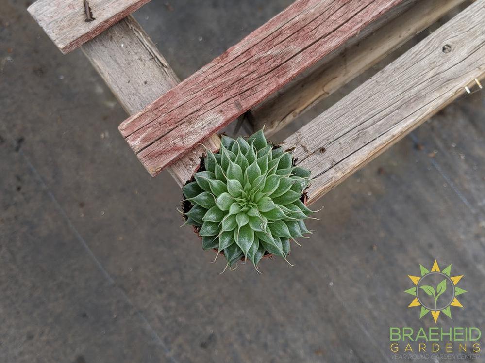 Graptopetalum Filiferum