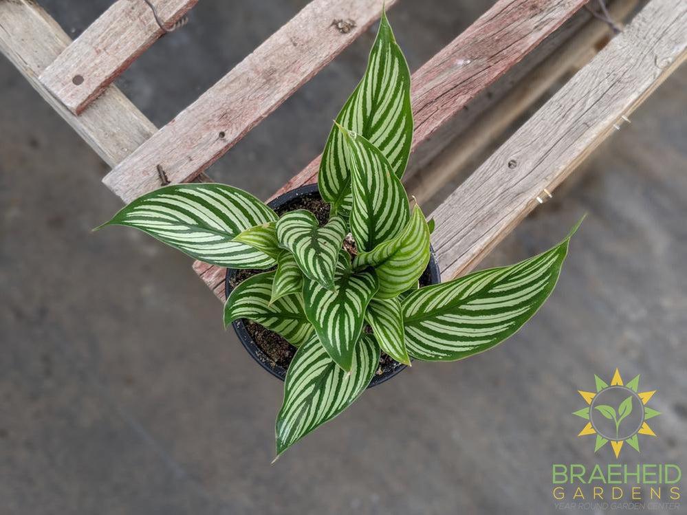 Calathea Vittata