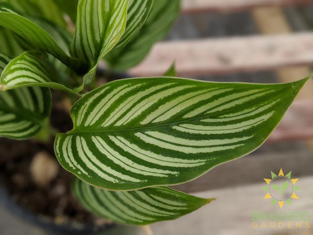 Calathea Vittata