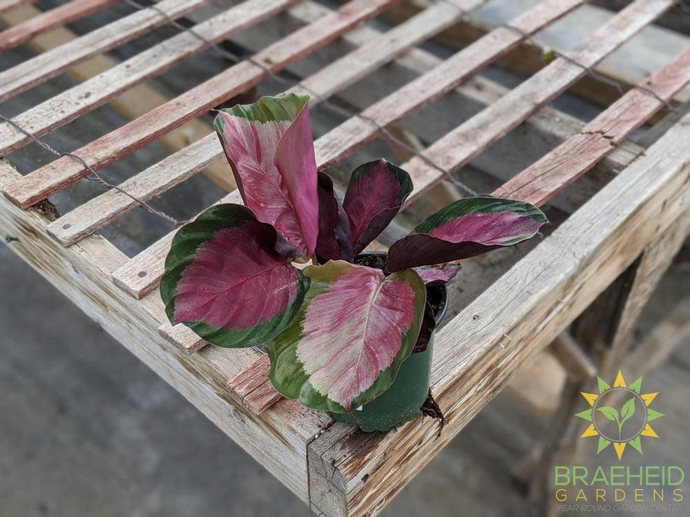 Calathea Roseopicta 'Rosey' LIMITED